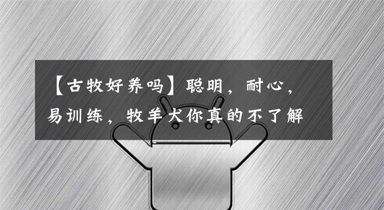 【古牧好養(yǎng)嗎】聰明，耐心，易訓(xùn)練，牧羊犬你真的不了解一下嗎？