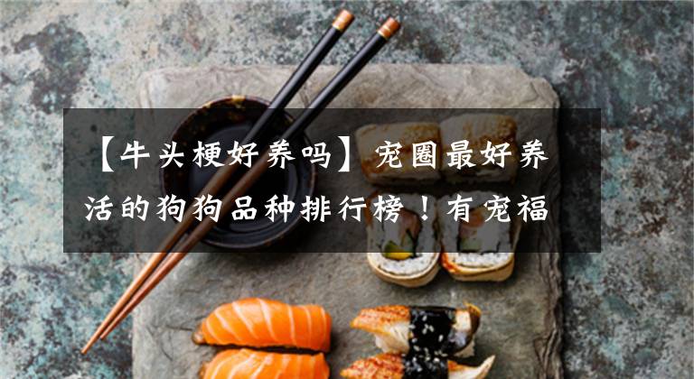 【牛頭梗好養(yǎng)嗎】寵圈最好養(yǎng)活的狗狗品種排行榜！有寵福布斯