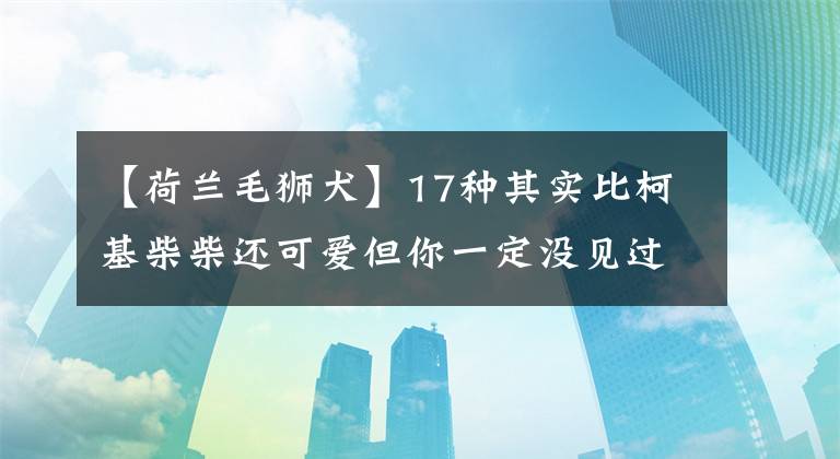 【荷蘭毛獅犬】17種其實比柯基柴柴還可愛但你一定沒見過的稀有汪星人品種