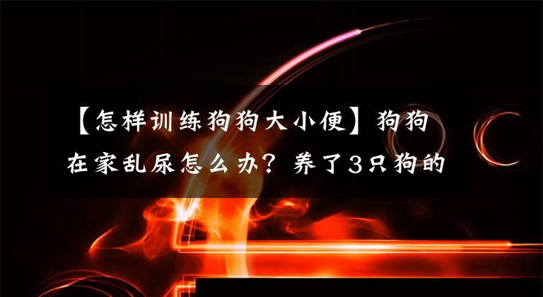 【怎樣訓練狗狗大小便】狗狗在家亂尿怎么辦？養(yǎng)了3只狗的鏟屎官來教你，包你一學就會