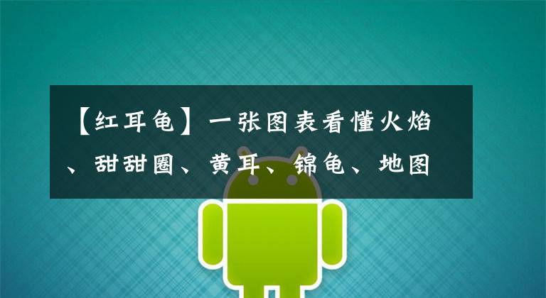 【紅耳龜】一張圖表看懂火焰、甜甜圈、黃耳、錦龜、地圖等“巴西臉”的區(qū)別