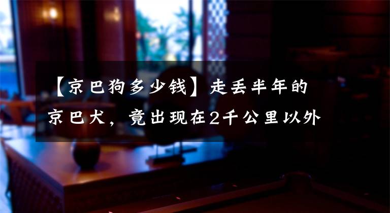 【京巴狗多少錢】走丟半年的京巴犬，竟出現(xiàn)在2千公里以外城市，它的經(jīng)歷一波三折