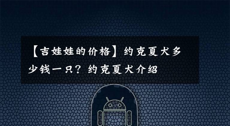 【吉娃娃的價(jià)格】約克夏犬多少錢一只？約克夏犬介紹