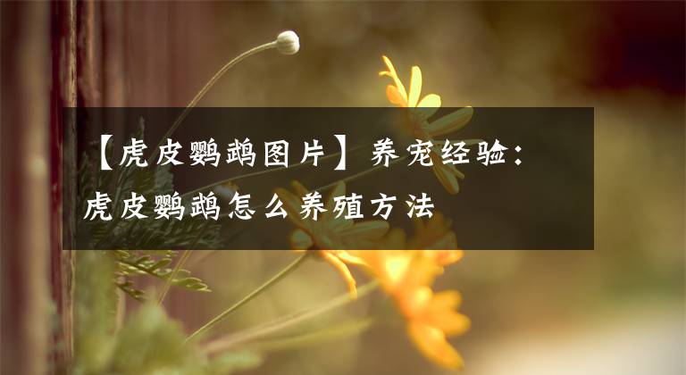 【虎皮鸚鵡圖片】養(yǎng)寵經(jīng)驗：虎皮鸚鵡怎么養(yǎng)殖方法