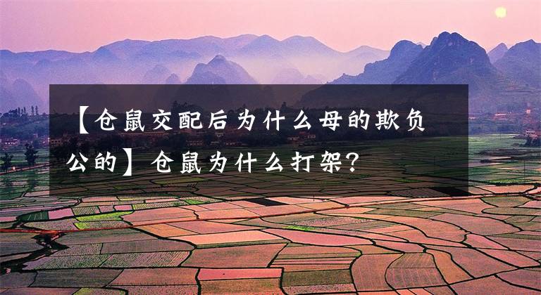 【倉(cāng)鼠交配后為什么母的欺負(fù)公的】倉(cāng)鼠為什么打架？