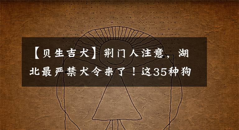 【貝生吉犬】荊門人注意，湖北最嚴(yán)禁犬令來了！這35種狗都在名單上