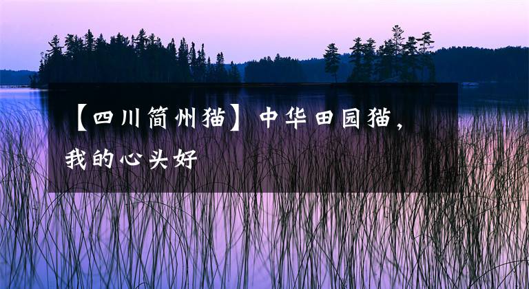 【四川簡(jiǎn)州貓】中華田園貓，我的心頭好