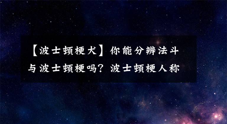 【波士頓梗犬】你能分辨法斗與波士頓梗嗎？波士頓梗人稱美國紳士，總統(tǒng)最愛狗狗