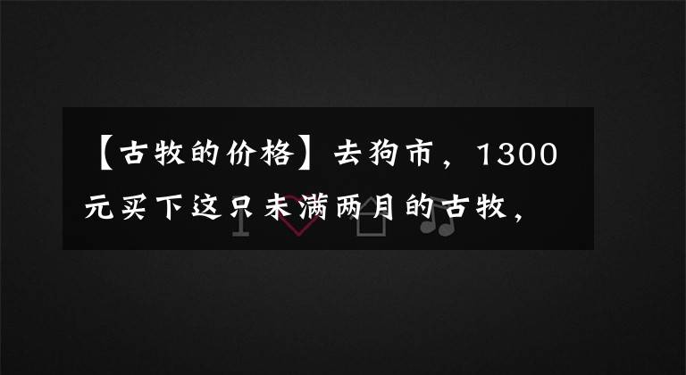 【古牧的價格】去狗市，1300元買下這只未滿兩月的古牧，我們的噩夢就開始了