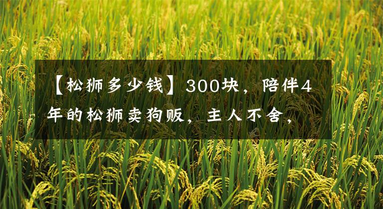 【松獅多少錢】300塊，陪伴4年的松獅賣狗販，主人不舍，狗販裝，狗狗傷心不停望