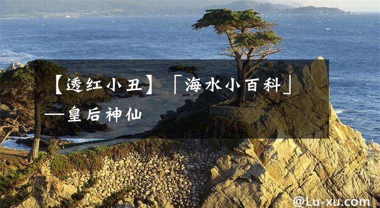 【透紅小丑】「海水小百科」—皇后神仙