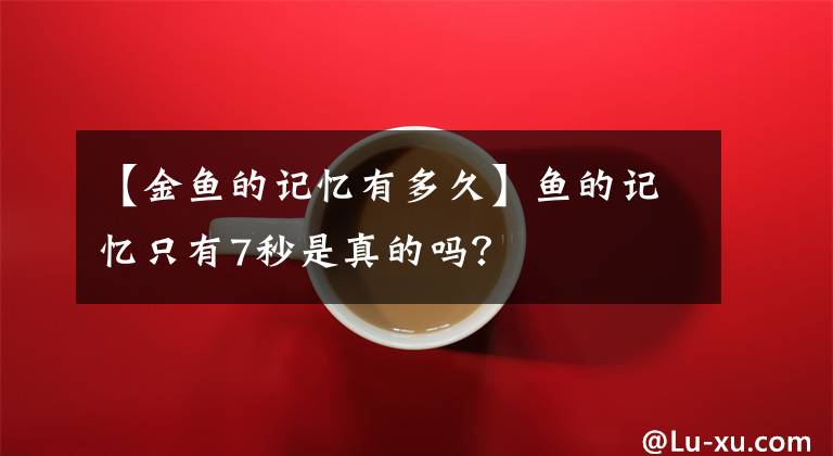 【金魚的記憶有多久】魚的記憶只有7秒是真的嗎？