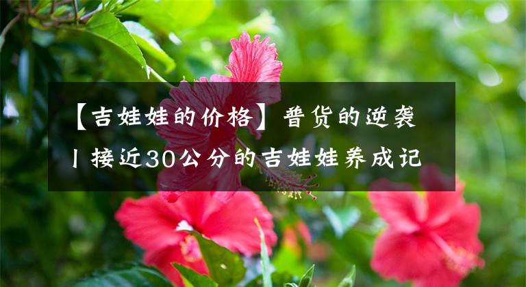 【吉娃娃的價格】普貨的逆襲丨接近30公分的吉娃娃養(yǎng)成記