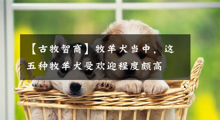 【古牧智商】牧羊犬當(dāng)中，這五種牧羊犬受歡迎程度頗高