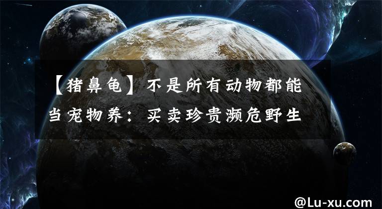 【豬鼻龜】不是所有動物都能當寵物養(yǎng)：買賣珍貴瀕危野生動物違法