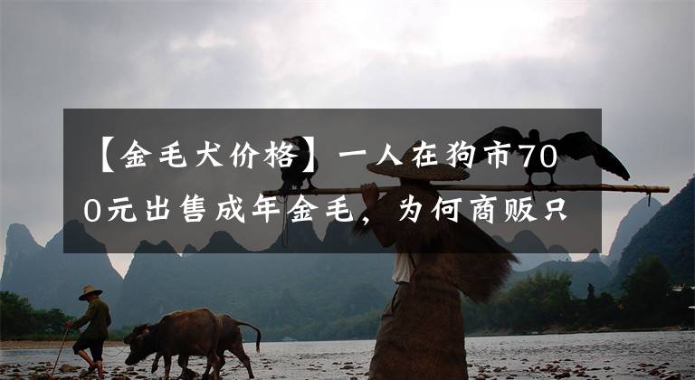 【金毛犬價(jià)格】一人在狗市700元出售成年金毛，為何商販只按“5塊”收購？