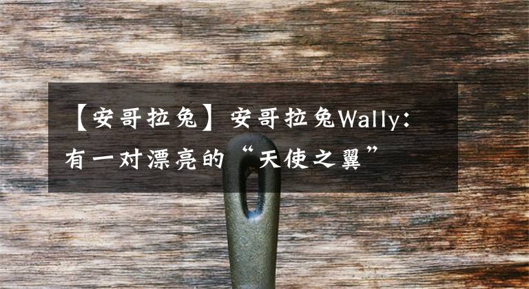 【安哥拉兔】安哥拉兔Wally：有一對漂亮的“天使之翼”