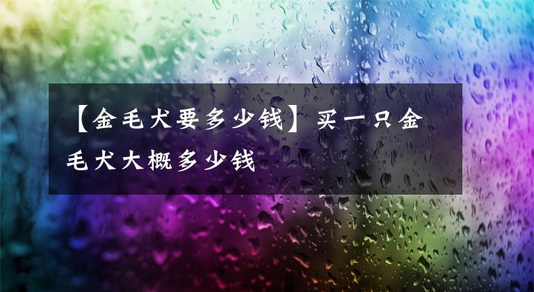 【金毛犬要多少錢】買一只金毛犬大概多少錢