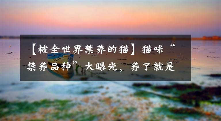 【被全世界禁養(yǎng)的貓】貓咪“禁養(yǎng)品種”大曝光，養(yǎng)了就是違法