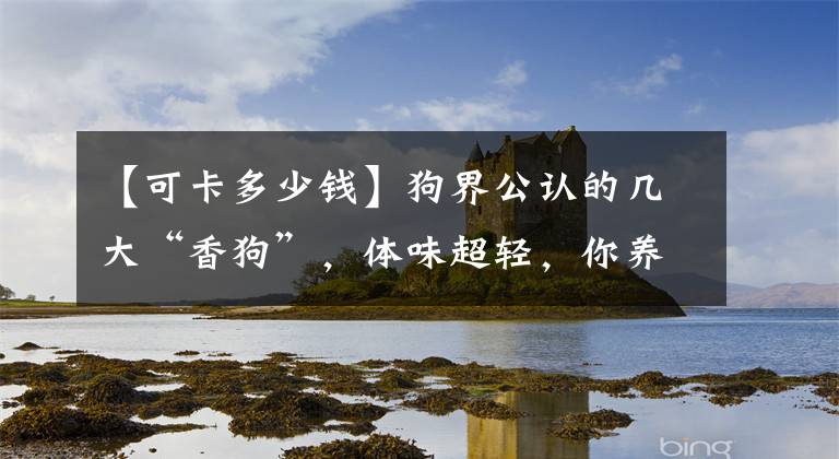 【可卡多少錢】狗界公認的幾大“香狗”，體味超輕，你養(yǎng)對了嗎？