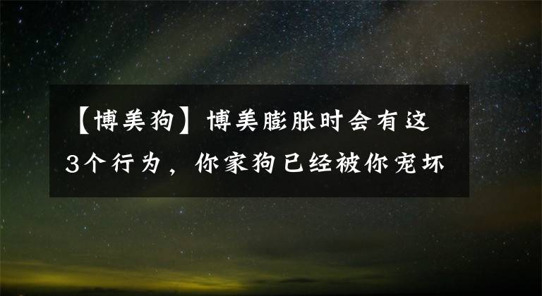 【博美狗】博美膨脹時會有這3個行為，你家狗已經(jīng)被你寵壞了