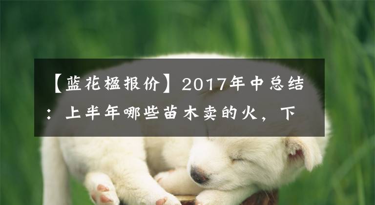 【藍花楹報價】2017年中總結：上半年哪些苗木賣的火，下半年哪些苗木會漲價？