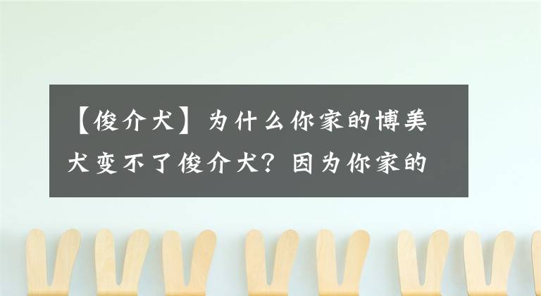 【俊介犬】為什么你家的博美犬變不了俊介犬？因?yàn)槟慵业牟┟朗羌兎N！