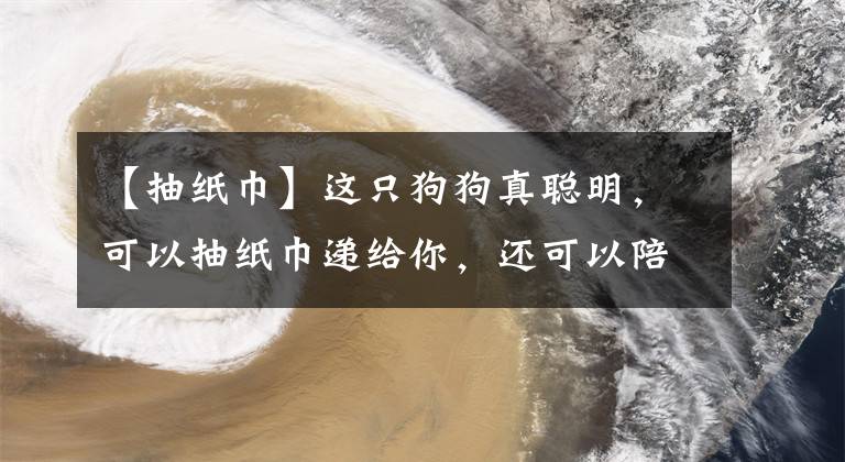 【抽紙巾】這只狗狗真聰明，可以抽紙巾遞給你，還可以陪孩子出庭作證、療傷