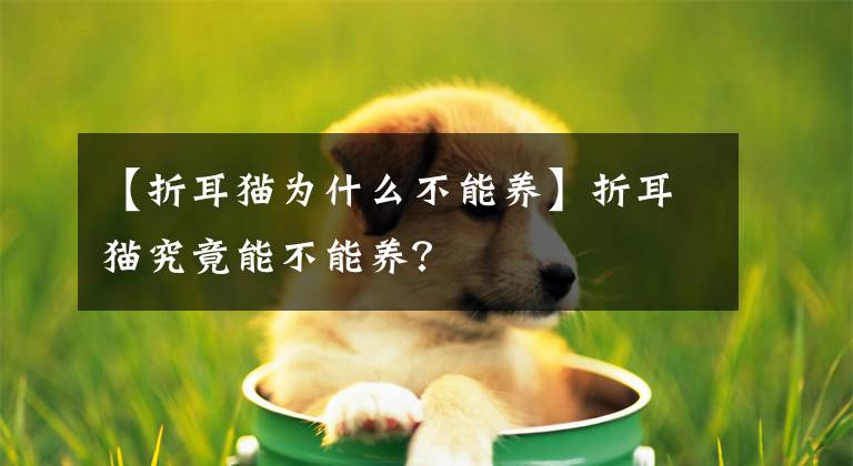 【折耳貓為什么不能養(yǎng)】折耳貓究竟能不能養(yǎng)？