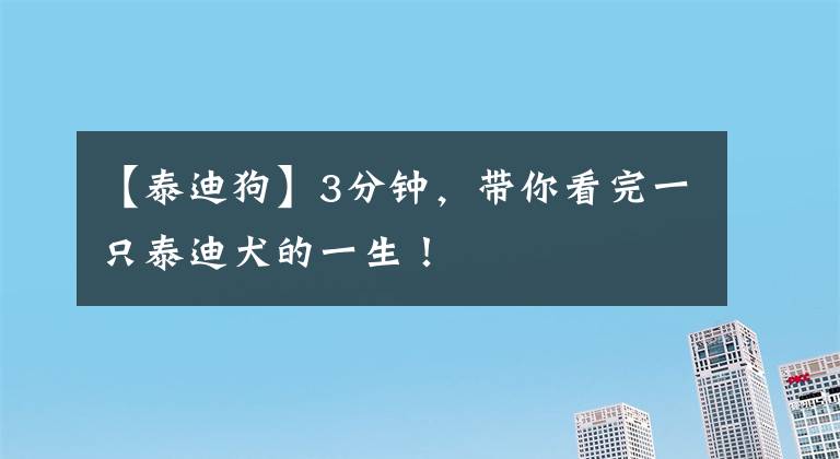 【泰迪狗】3分鐘，帶你看完一只泰迪犬的一生！