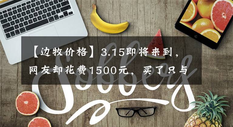 【邊牧價(jià)格】3.15即將來到，網(wǎng)友卻花費(fèi)1500元，買了只與眾不同的邊牧