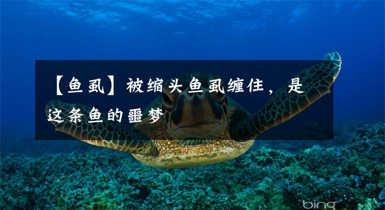 【魚虱】被縮頭魚虱纏住，是這條魚的噩夢(mèng)