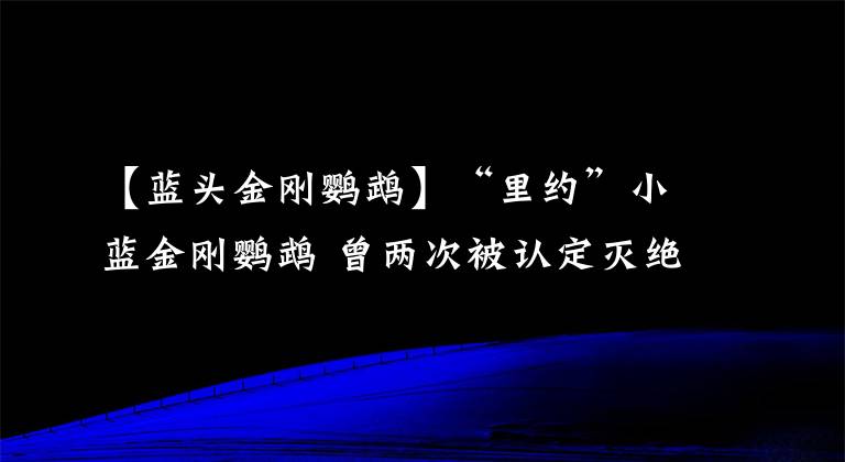 【藍(lán)頭金剛鸚鵡】“里約”小藍(lán)金剛鸚鵡 曾兩次被認(rèn)定滅絕