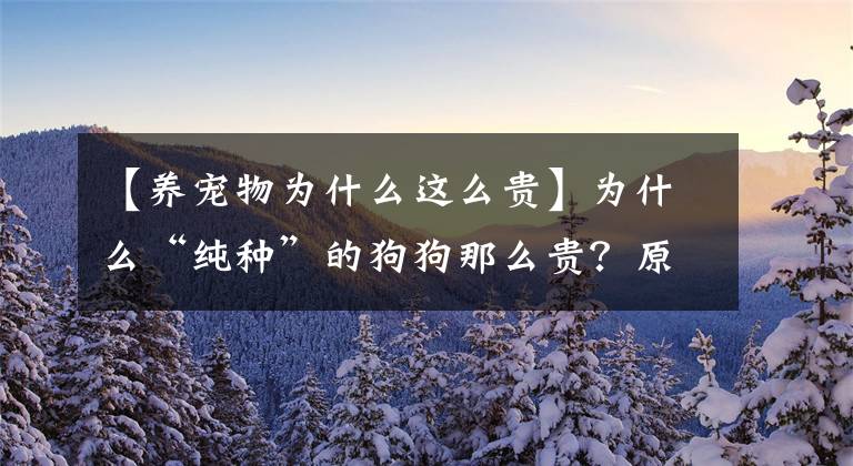 【養(yǎng)寵物為什么這么貴】為什么“純種”的狗狗那么貴？原因有幾個