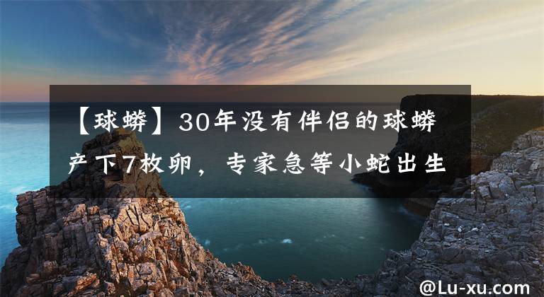 【球蟒】30年沒有伴侶的球蟒產下7枚卵，專家急等小蛇出生，寵物主樂了