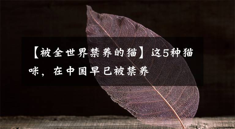 【被全世界禁養(yǎng)的貓】這5種貓咪，在中國早已被禁養(yǎng)