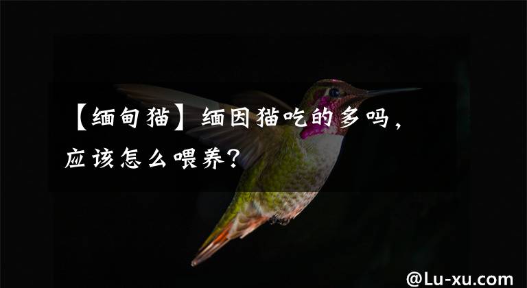 【緬甸貓】緬因貓吃的多嗎，應(yīng)該怎么喂養(yǎng)？