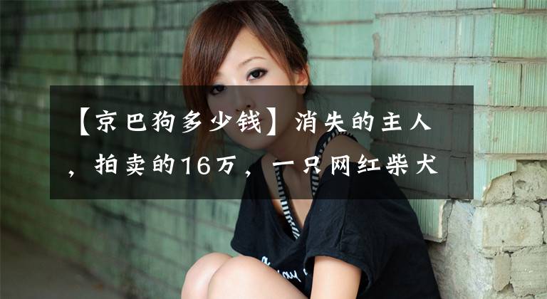 【京巴狗多少錢】消失的主人，拍賣的16萬，一只網紅柴犬被遺棄的半生