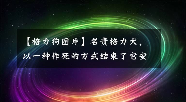 【格力狗圖片】名貴格力犬，以一種作死的方式結(jié)束了它安逸的一生