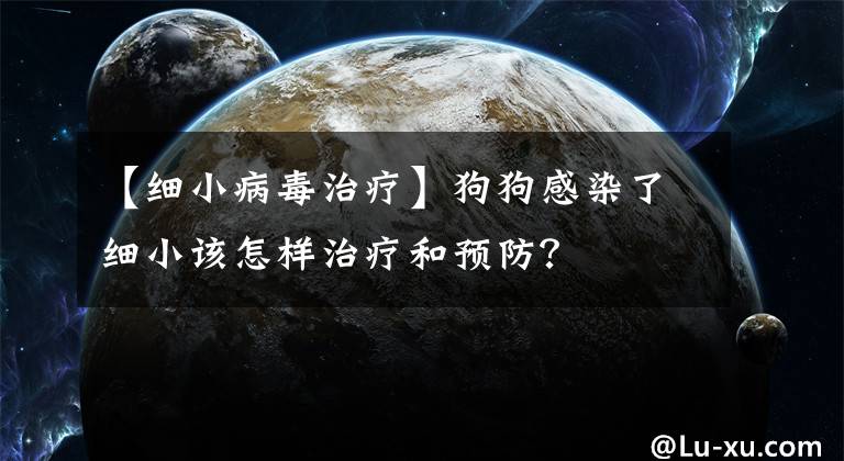 【細小病毒治療】狗狗感染了細小該怎樣治療和預(yù)防？