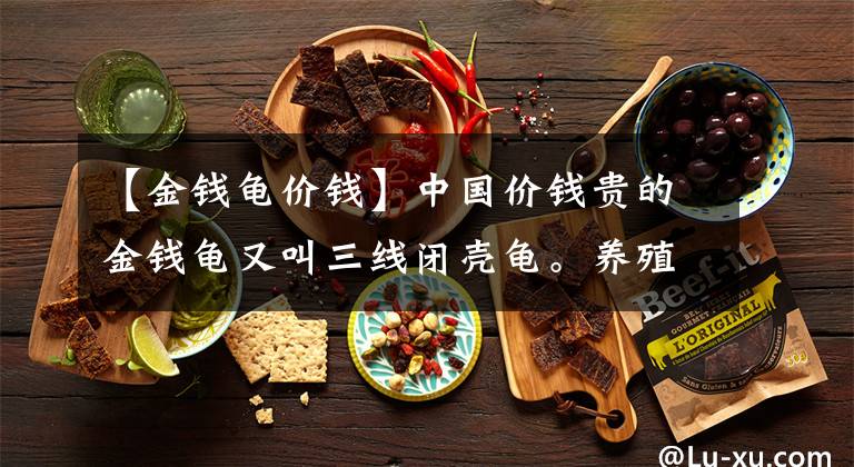 【金錢龜價(jià)錢】中國價(jià)錢貴的金錢龜又叫三線閉殼龜。養(yǎng)殖技巧，我偷偷告訴你們？