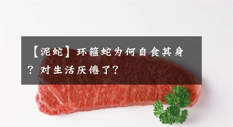 【泥蛇】環(huán)箍蛇為何自食其身？對(duì)生活厭倦了？