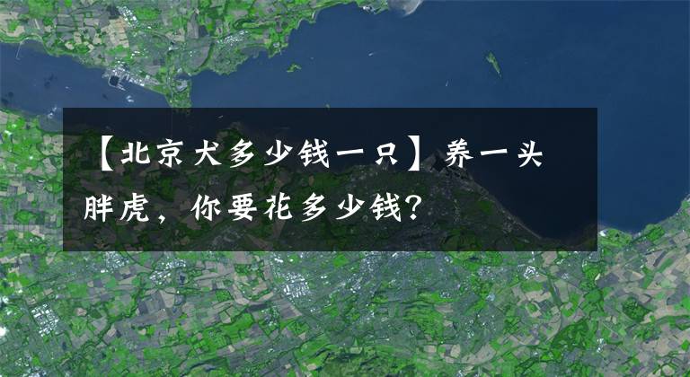 【北京犬多少錢一只】養(yǎng)一頭胖虎，你要花多少錢？