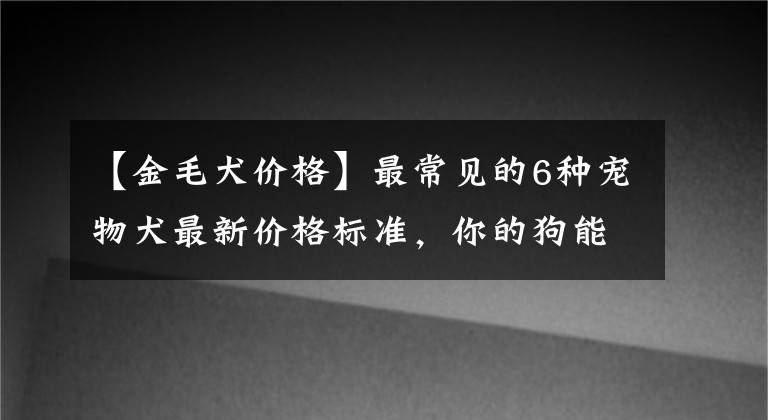 【金毛犬價(jià)格】最常見的6種寵物犬最新價(jià)格標(biāo)準(zhǔn)，你的狗能夠賣多少錢？