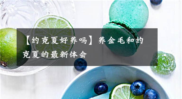 【約克夏好養(yǎng)嗎】養(yǎng)金毛和約克夏的最新體會