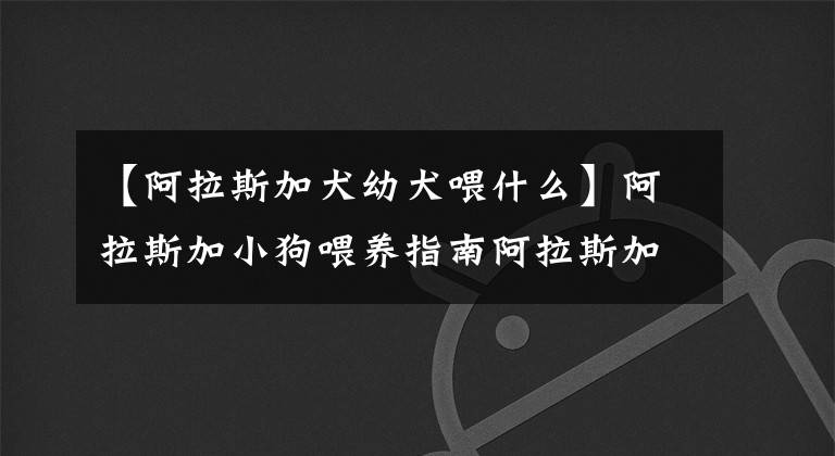 【阿拉斯加犬幼犬喂什么】阿拉斯加小狗喂養(yǎng)指南阿拉斯加應(yīng)該注意什么？