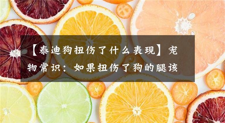 【泰迪狗扭傷了什么表現(xiàn)】寵物常識：如果扭傷了狗的腿該怎么辦？