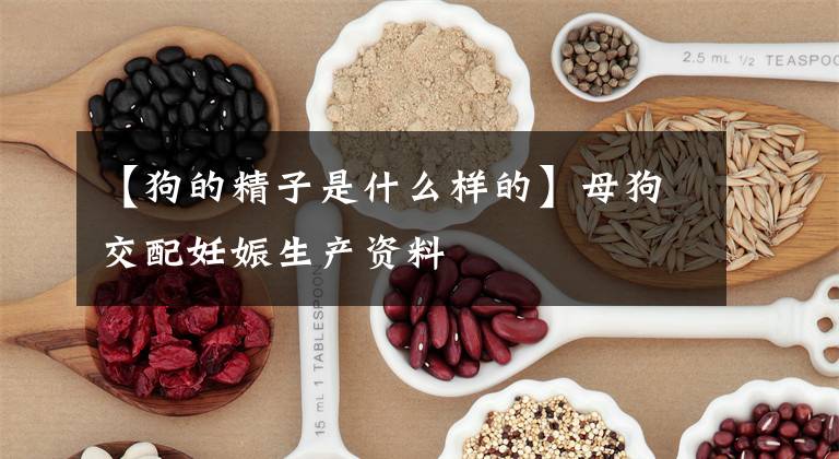 【狗的精子是什么樣的】母狗交配妊娠生產(chǎn)資料