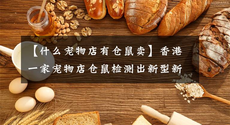 【什么寵物店有倉(cāng)鼠賣】香港一家寵物店倉(cāng)鼠檢測(cè)出新型新冠病毒抵達(dá)顧客核酸陽(yáng)性。