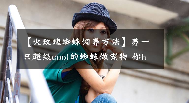 【火玫瑰蜘蛛飼養(yǎng)方法】養(yǎng)一只超級(jí)cool的蜘蛛做寵物 你hold得住嗎？